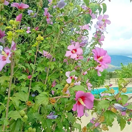 Aero Kefalonia *
